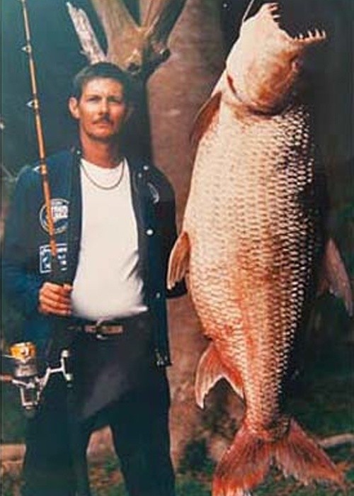 Photo:  World record goliath tigerfish caught in 1988 by Raymond Houtmans